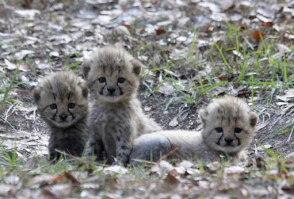 Trio Of Cheetah Cuteness