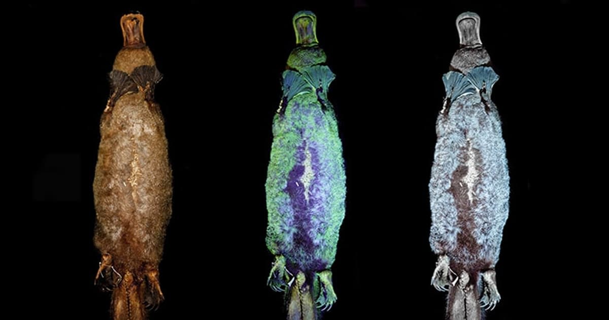Researchers Discover That Platypuses Mysteriously Glow Fluorescent Colors Under UV Light