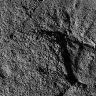 Scientists Find a 245-Million-Year-Old Horseshoe Crab Fossil That Resembles Darth Vader