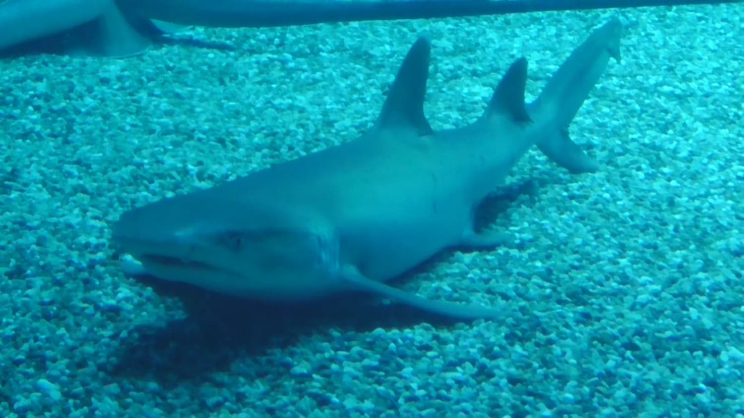 While some sharks need to constantly be moving in order to wash oxygen rich water over their gills, some sharks can pump water through their gills with their phyranx. However, all sharks must move to stop from falling to the bottom of the seafloor as they lack a swim bladder for buoyancy.