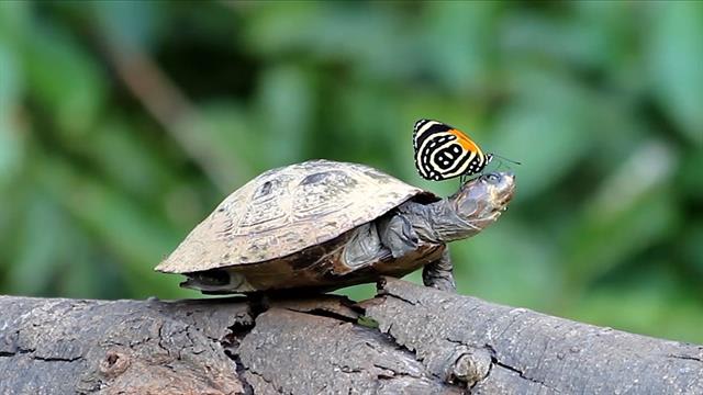 Did You Know Butterflies Drink Turtle Tears?