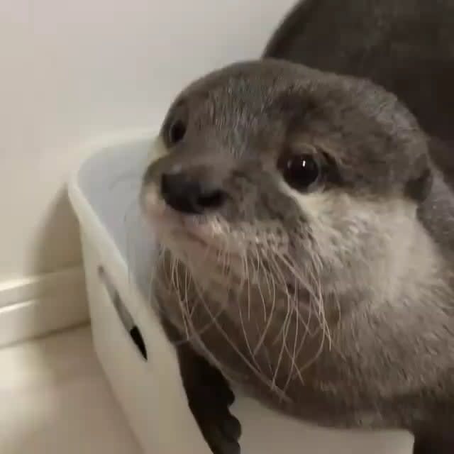 This otter is cute