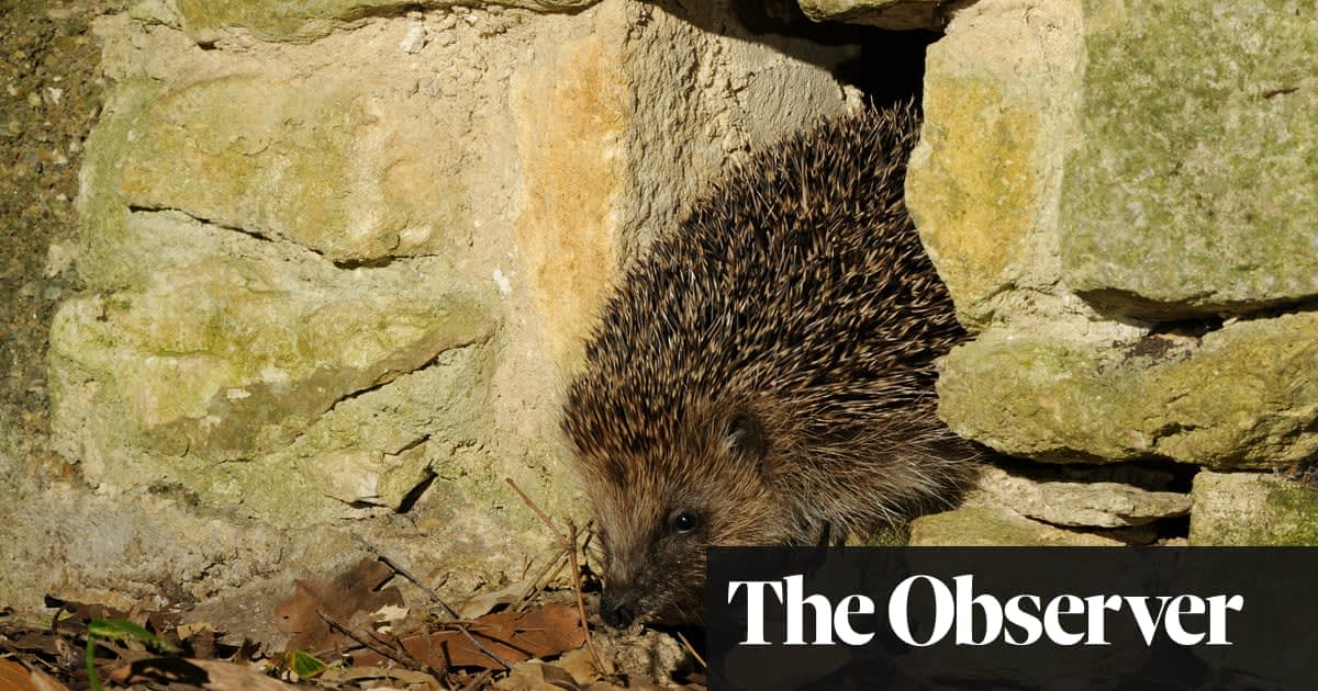 Prickly business: the hedgehog highway that knits a village together