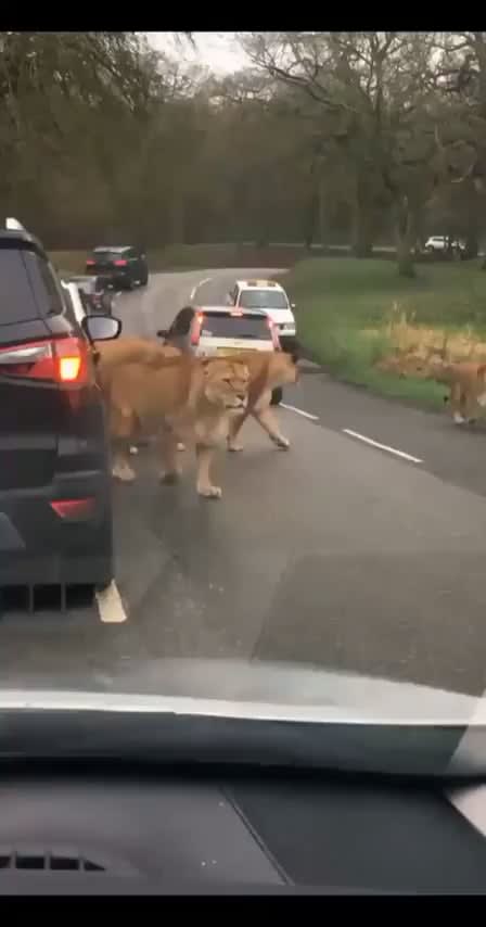 Close encounter with lions