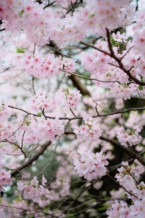 Pin by Trang on Cherry blossoms | Cherry blossom, Beautiful flowers, Cherry blossom festival