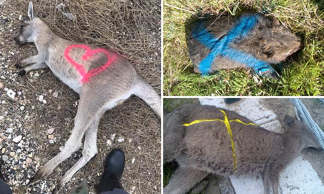 Why dead kangaroos and wombats are spray-painted with crosses