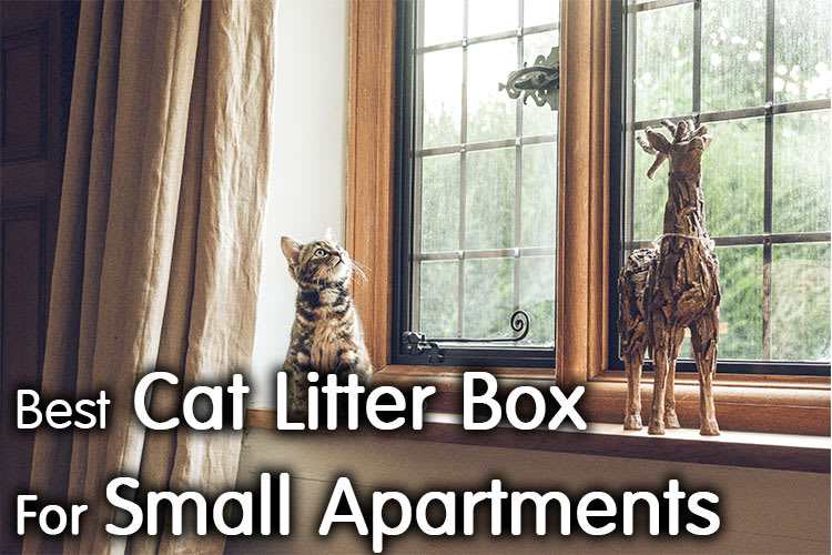Why I Select This Cat Litter Box for My Small Apartment