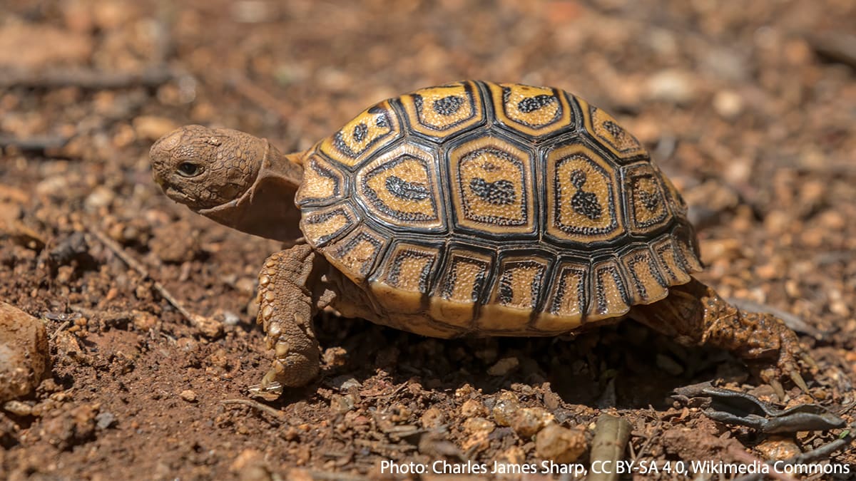 What tortoise lives in Madagascar and only grows to the size of a grapefruit? That would be the spider tortoise. Its name was inspired by the pattern on its shell, which is reminiscent of a spiderweb!️