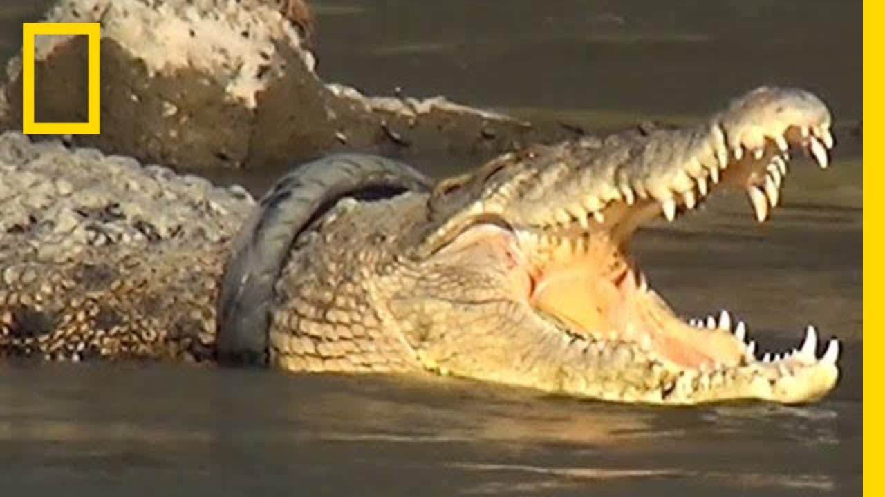 Rescuing Croc with Tire Wrapped Around Neck is a Race Against Time | National Geographic