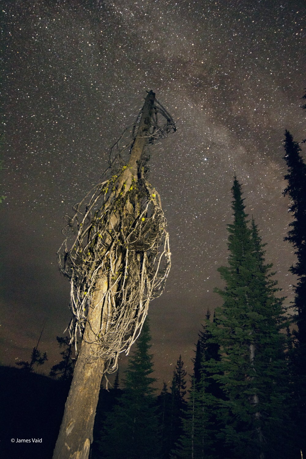 Milky Way and Tree By Lake Hazard, Idaho. My First Composite.