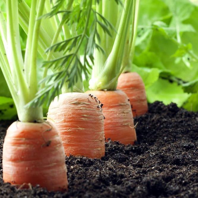 How healthy soils make for a healthy life