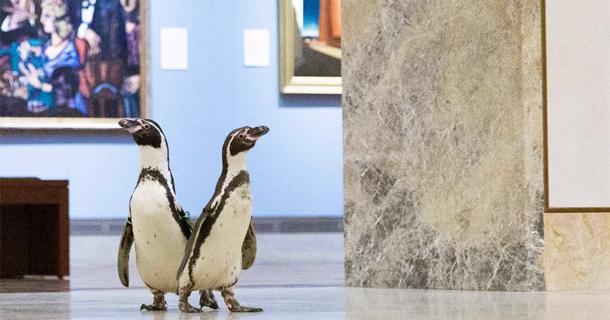 Tuxedoed Penguins Plunge into A Private Tour of the Nelson-Atkins Museum of Art