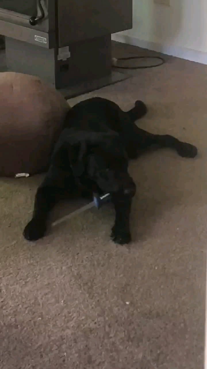 A dog with a blade