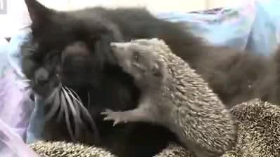8 little hedgehogs found themselves a new mom.