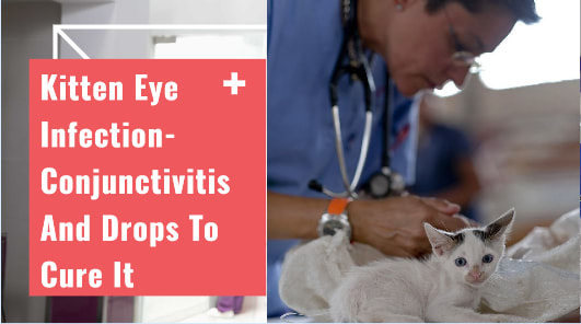 Kitten Eye Infection- Conjunctivitis And Drops To Cure It