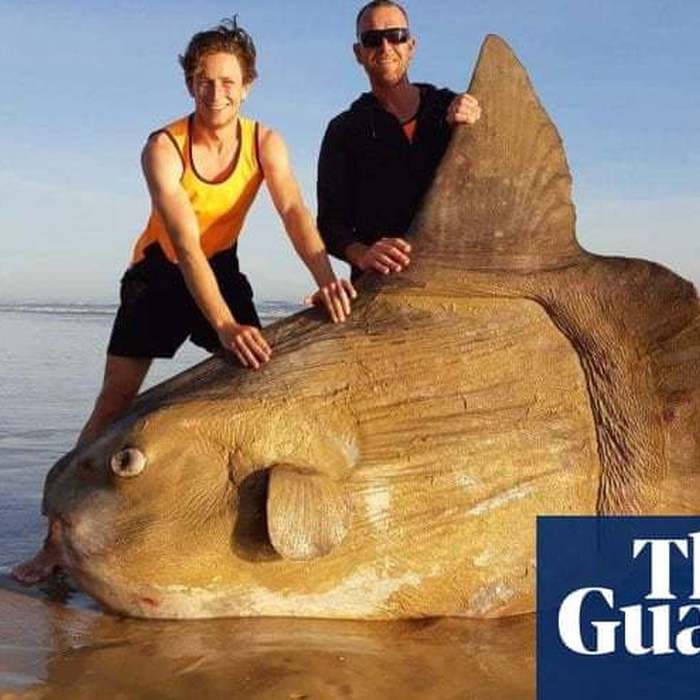 Giant sunfish washes up on Australian beach: 'I thought it was a shipwreck'