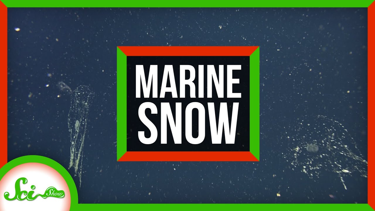 The Most Incredible Snowfall on Earth Occurs Deep Underwater