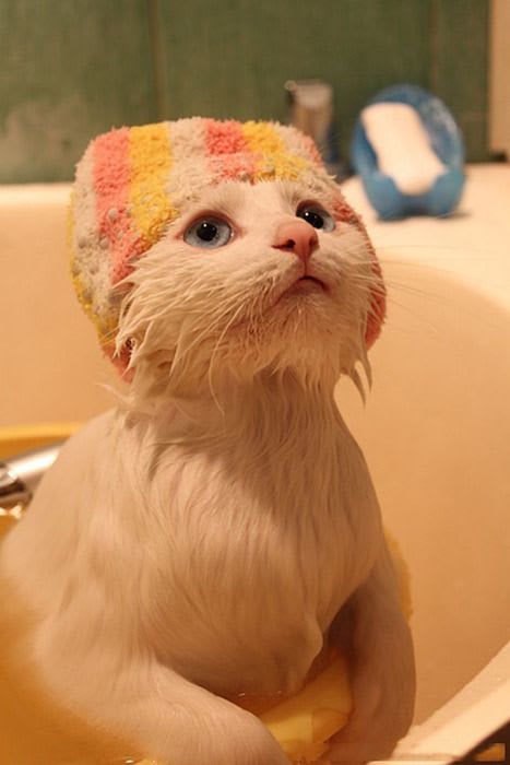 kitty bath | Kitten images, Cute cats, Funny animals