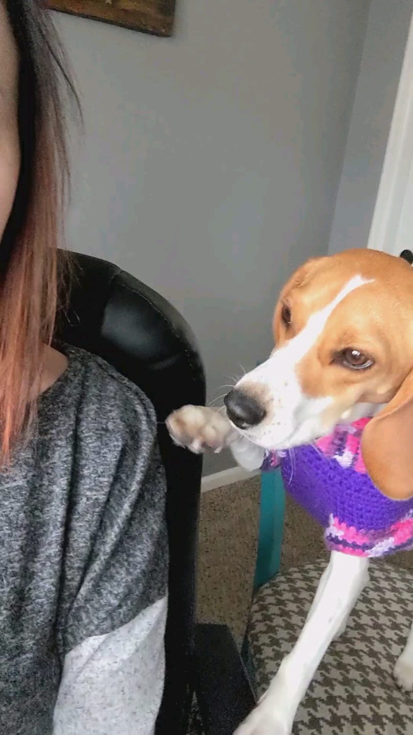 Trying to work from home with my beagle.