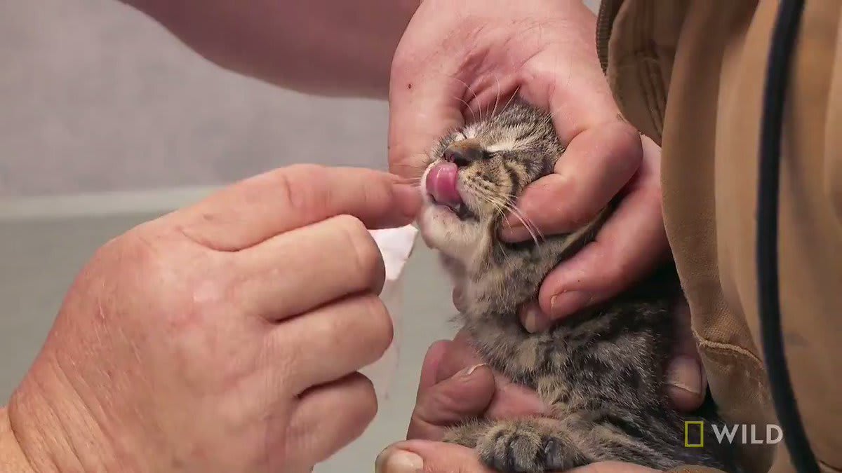 After witnessing a hit-and-run, a good samaritan knew to rush this tiny kitten to Dr. Brenda to help nurse the little guy back to health.
