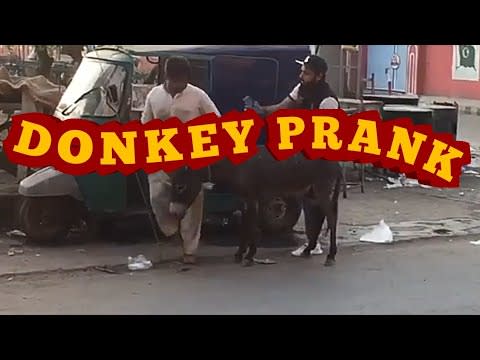 FUNNY Donkey Prank - Lahore Prank Frank