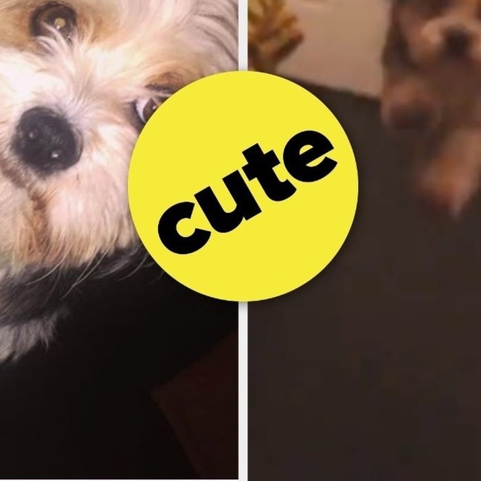 This Dog Hops Around Like A Bunny, And It's So Whimsical I Can't Stop Watching