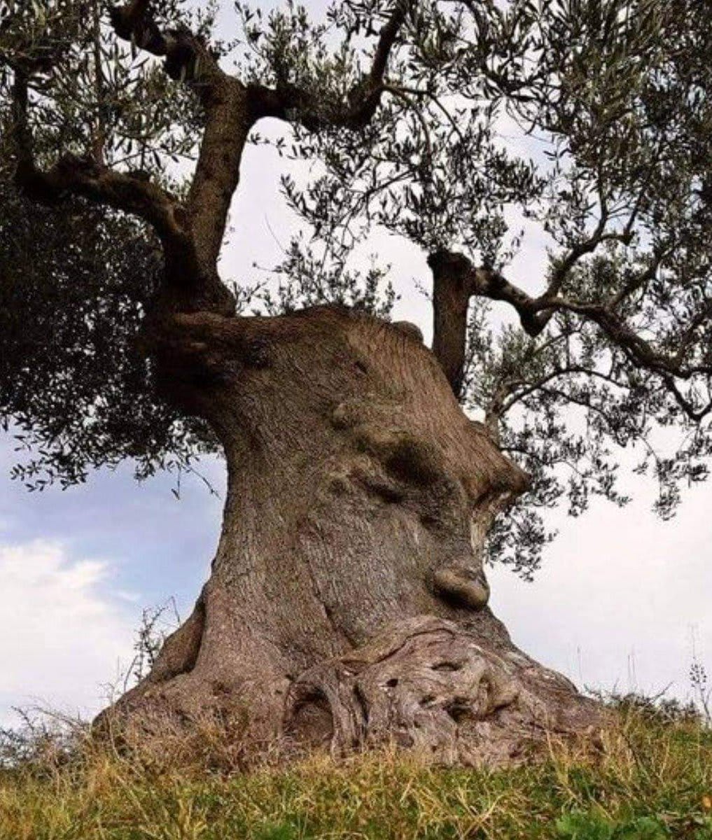 An Ancient Olive Tree In Puglia Italy Over 1500 Years Old 4823