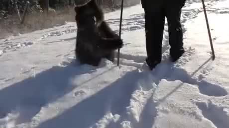 A bear cub and her caretaker hiking in the snow
