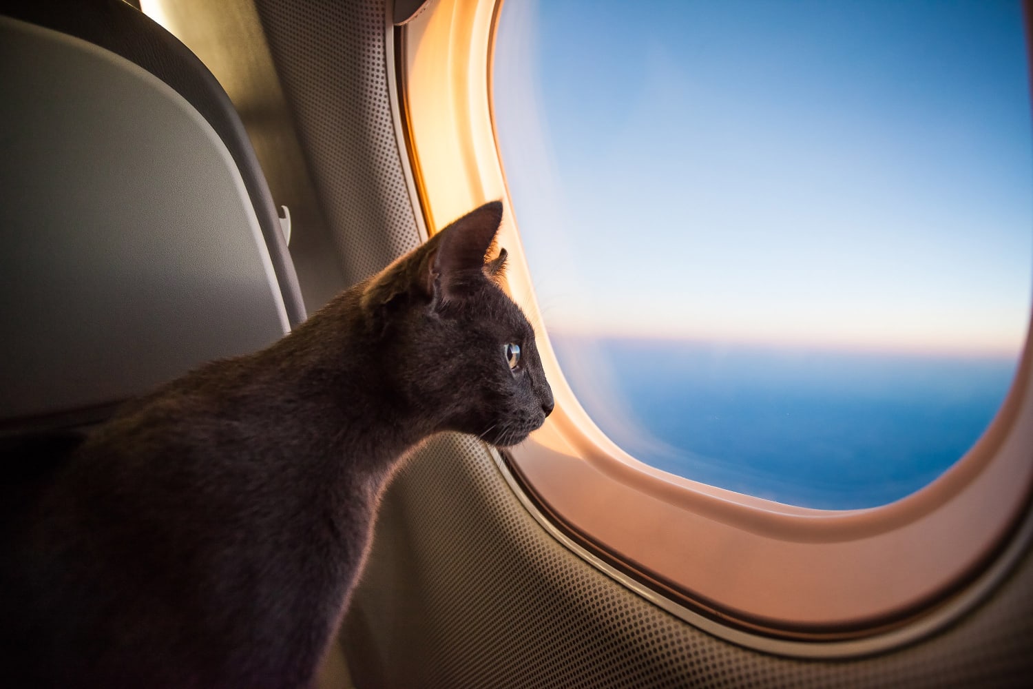 Delta Airlines Just Made It So Much Easier to Fly with Your Pets
