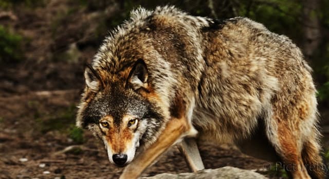 Wolves in Ireland: 30,000 years ago wolves roamed Ireland