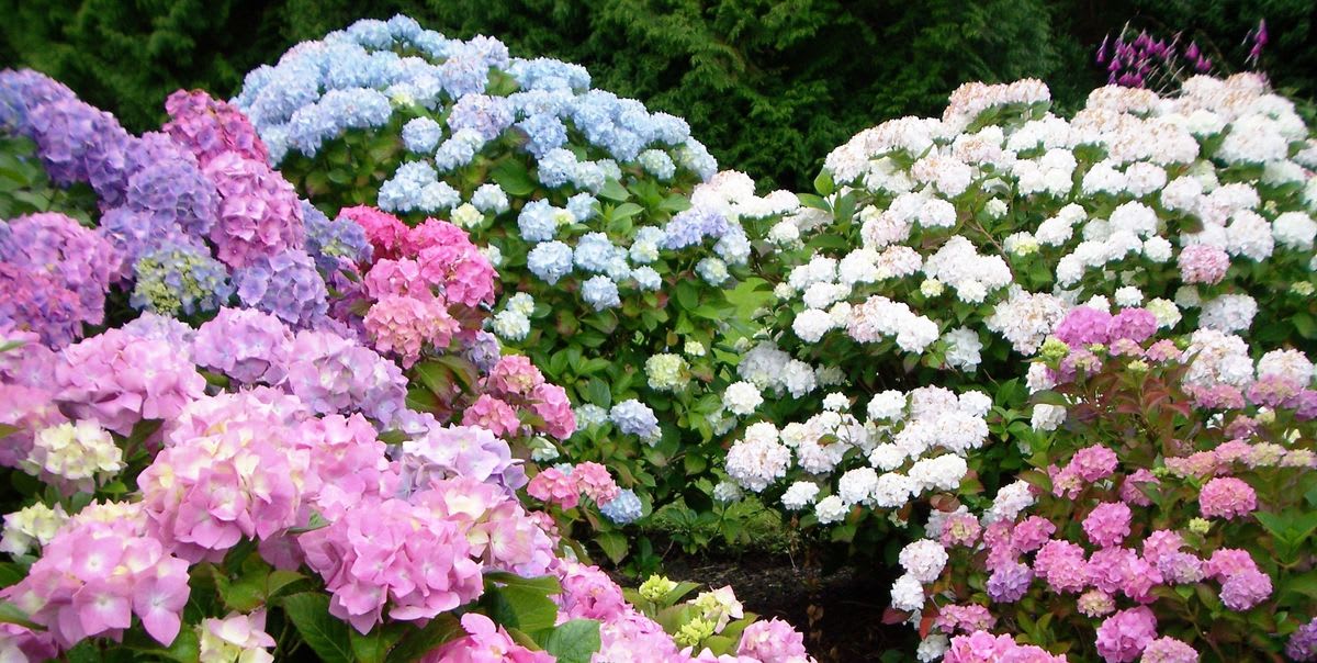 20 Beautiful Perennials That'll Bloom in Your Garden Year After Year