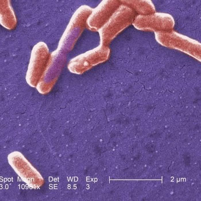 How the bacteria in your gut are great sensors of your overall well-being