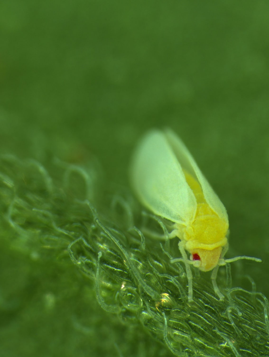 This Insect Has Plant DNA in Its Genome