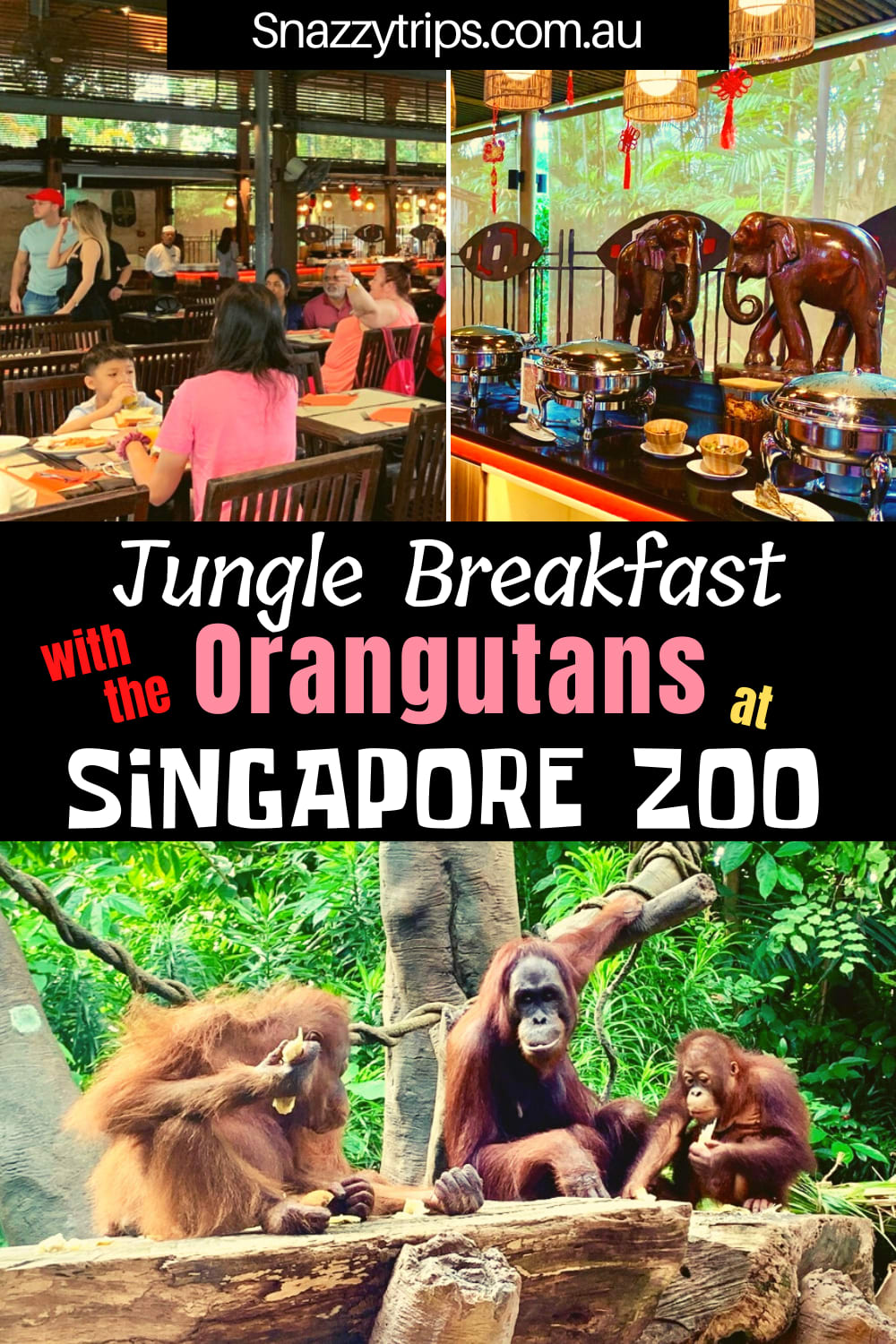 Jungle Breakfast With The Orangutans At Singapore Zoo - Snazzy Trips Travel Blog