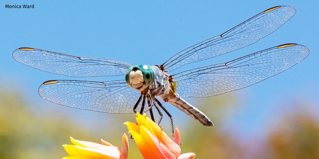A Naturalist @Dmizejewski Garden4Wildlife tip: As winged adults, dragonflies are mosquito predators, snatching mosquitoes right out of the air; and in their juvenile stage—as aquatic nymphs—they gobble up mosquito larvae. Find more tips here: