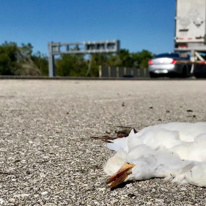 Mortality mystery: Why all the dead egrets on I-75?