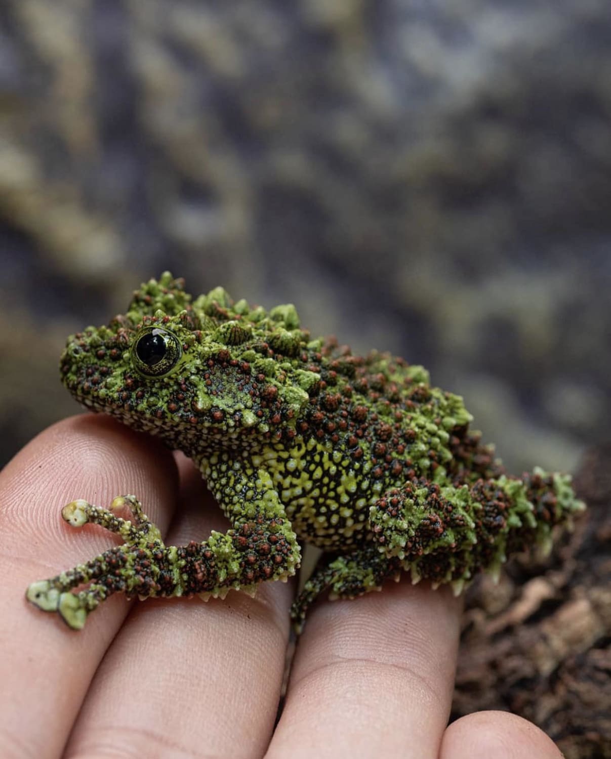 Vietnamese Mossy Frogs camo game is strong.