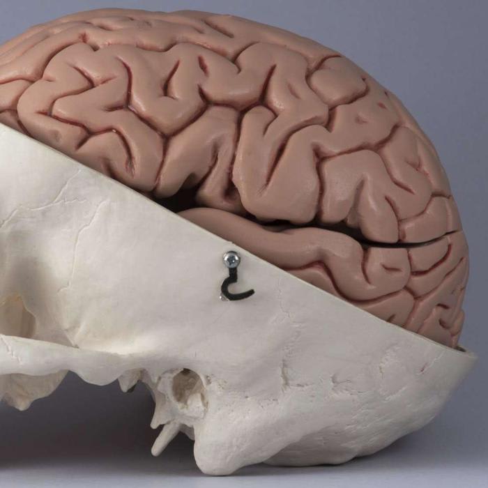 Tiny Tunnels Between Your Brain and Skull Help Fight Disease