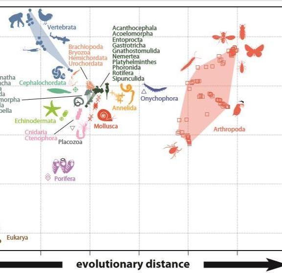 Evolutionary origins of animal biodiversity
