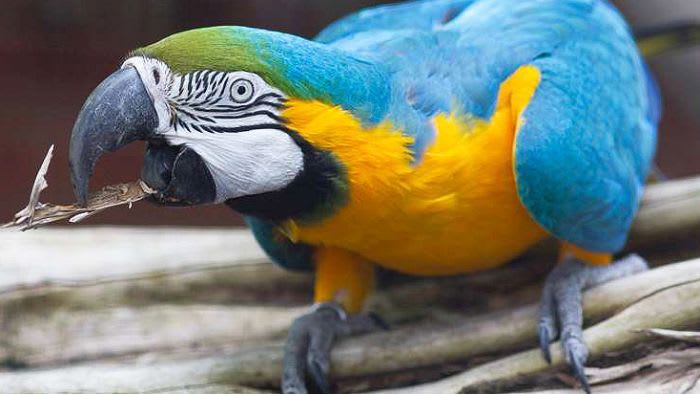 WA Government left nursing a dead parrot as touted 'Metronet tax' bites the dust