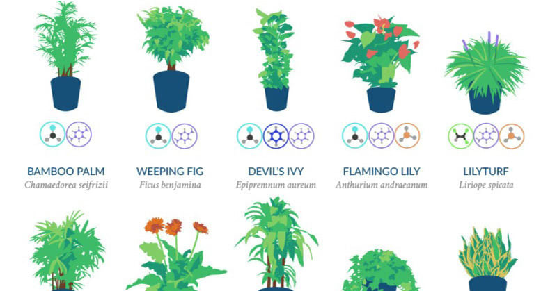 NASA’s List Of The 18 Best Air-Filtering Houseplants