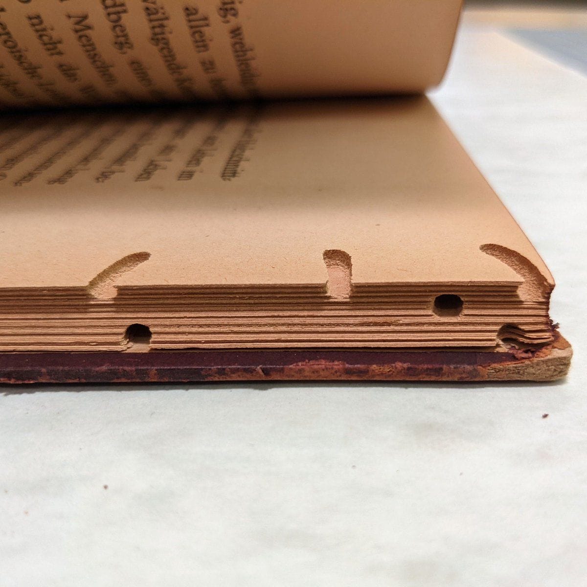 Surprise! Bookworms are a real thing. 📚🐛 OK technically they’re not ...