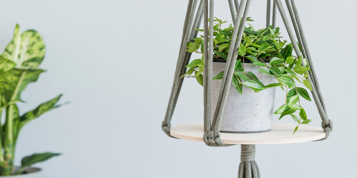 18 Indoor Hanging Plants That'll Instantly Bring Life to Any Room