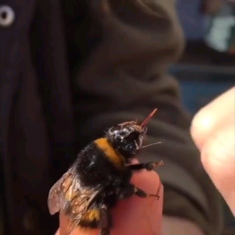 Kind human helping an exhausted bumble bee with sugar water .