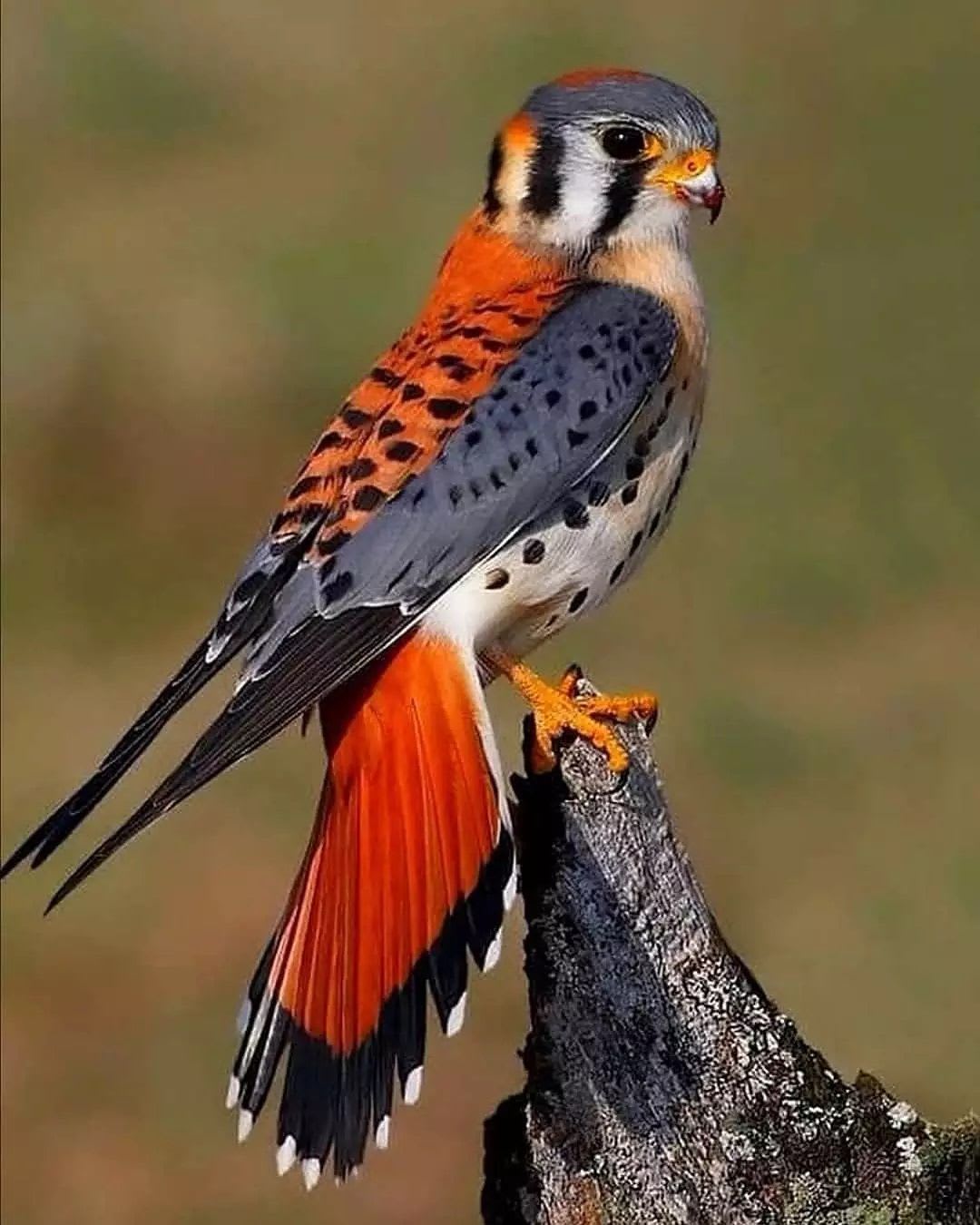@birds_private on Instagram: “American Kestrel . . . ---------------------------------------------------------------… | Beautiful birds, Birds, Animals beautiful