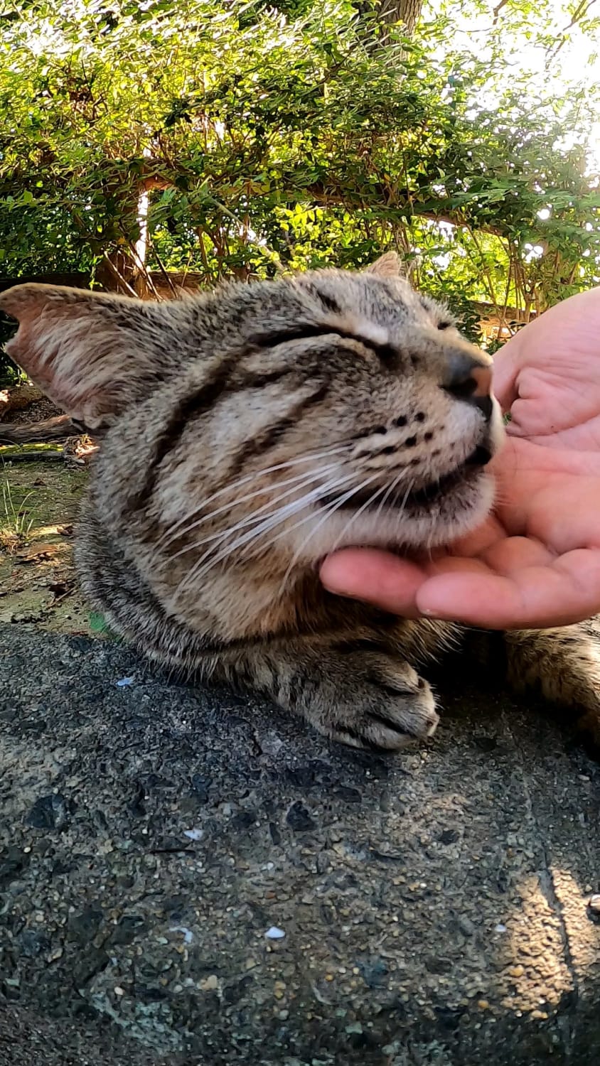 Stray cats are pleased to be stroked