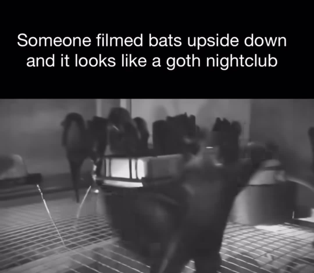 Someone filmed bats upside down and it looks like a goth