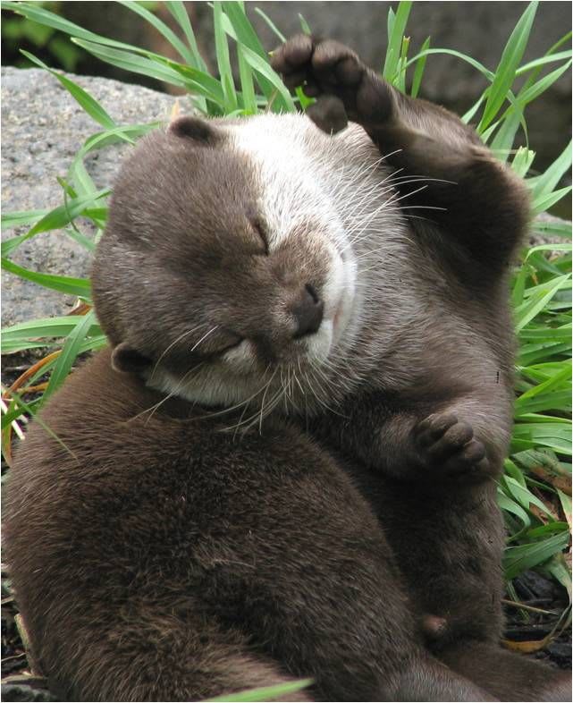 You Otter Be in Pictures