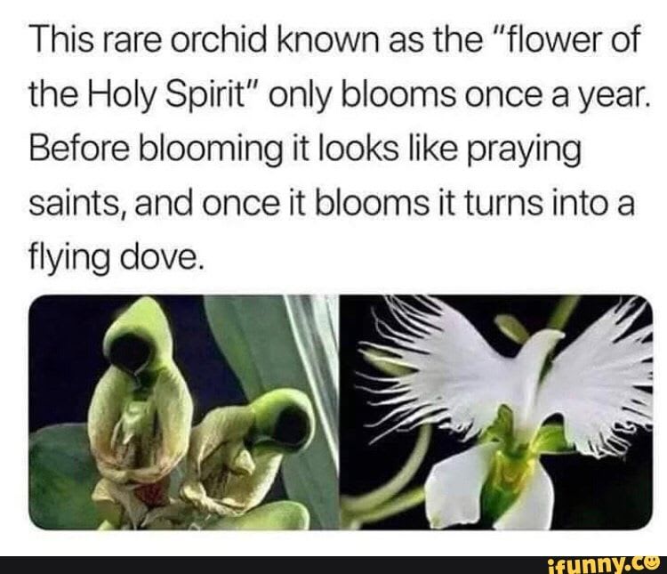 This rare orchid known as the "flower of the Holy Spirit” only blooms once a year. Before blooming it looks like praying saints, and once it blooms it turns into a flying dove. - iFunny