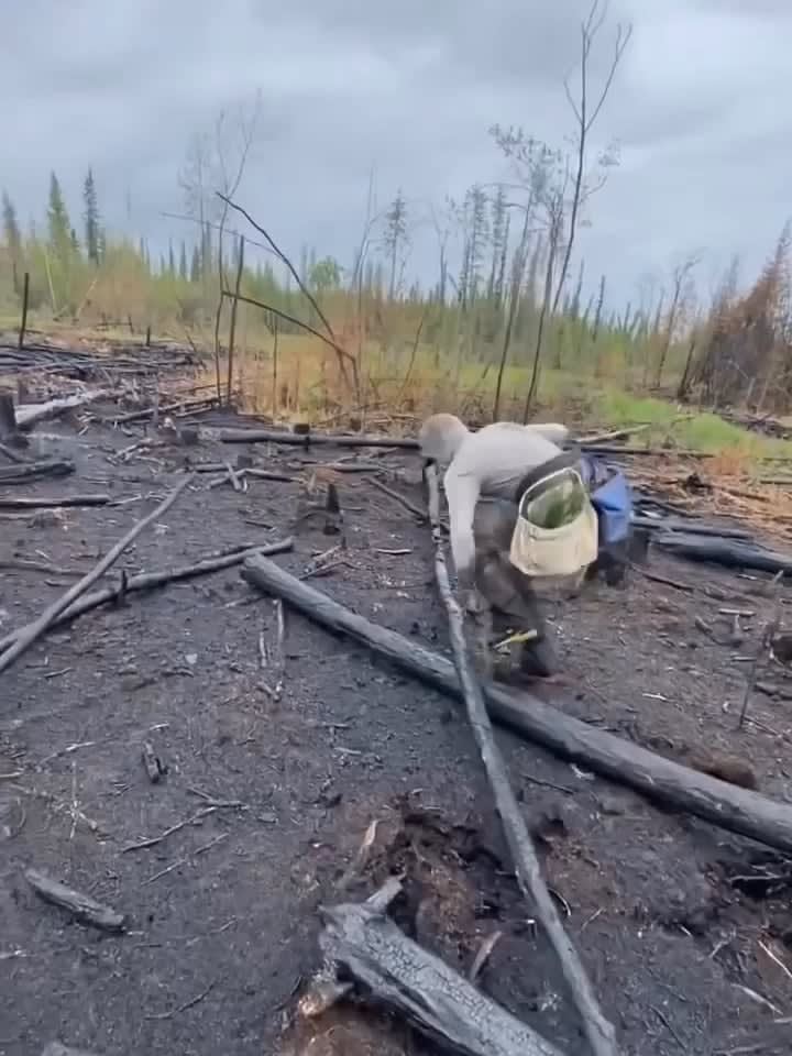 23yearold tree planter from Quebec set a new world record by planting